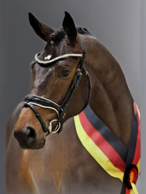 Eichenkonig Stallion